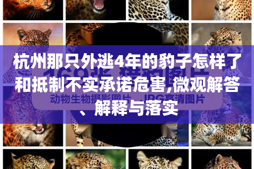 杭州那只外逃4年的豹子怎樣了和抵制不實(shí)承諾危害,微觀解答、解釋與落實(shí)