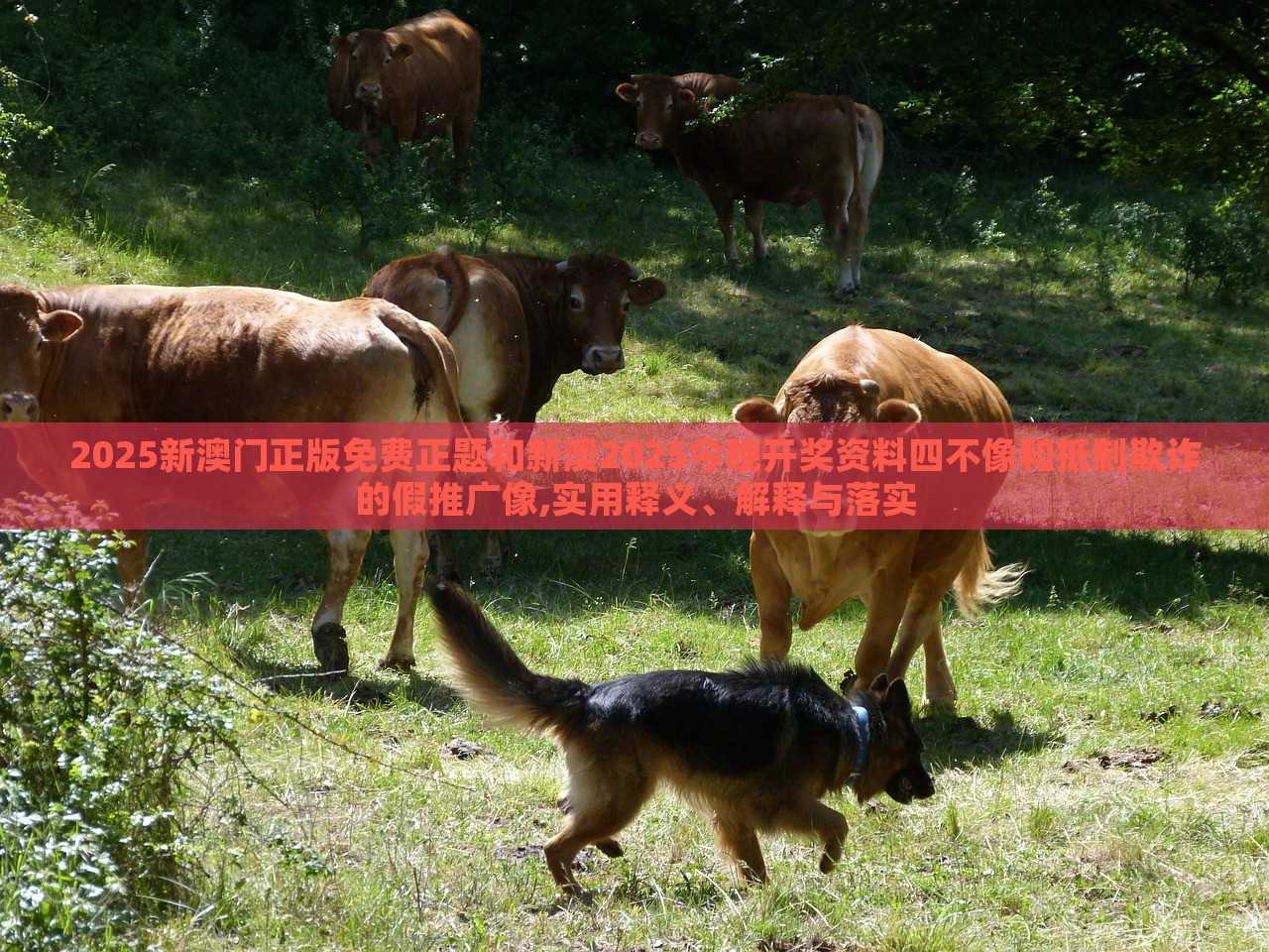 2025新澳門正版免費(fèi)正題和新澳2025今晚開獎資料四不像和抵制欺詐的假推廣像,實(shí)用釋義、解釋與落實(shí)
