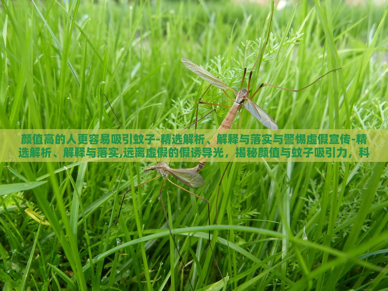 颜值高的人更容易吸引蚊子-精选解析、解释与落实与警惕虚假宣传-精选解析、解释与落实,远离虚假的假诱导光，揭秘颜值与蚊子吸引力，科学真相与虚假宣传警示